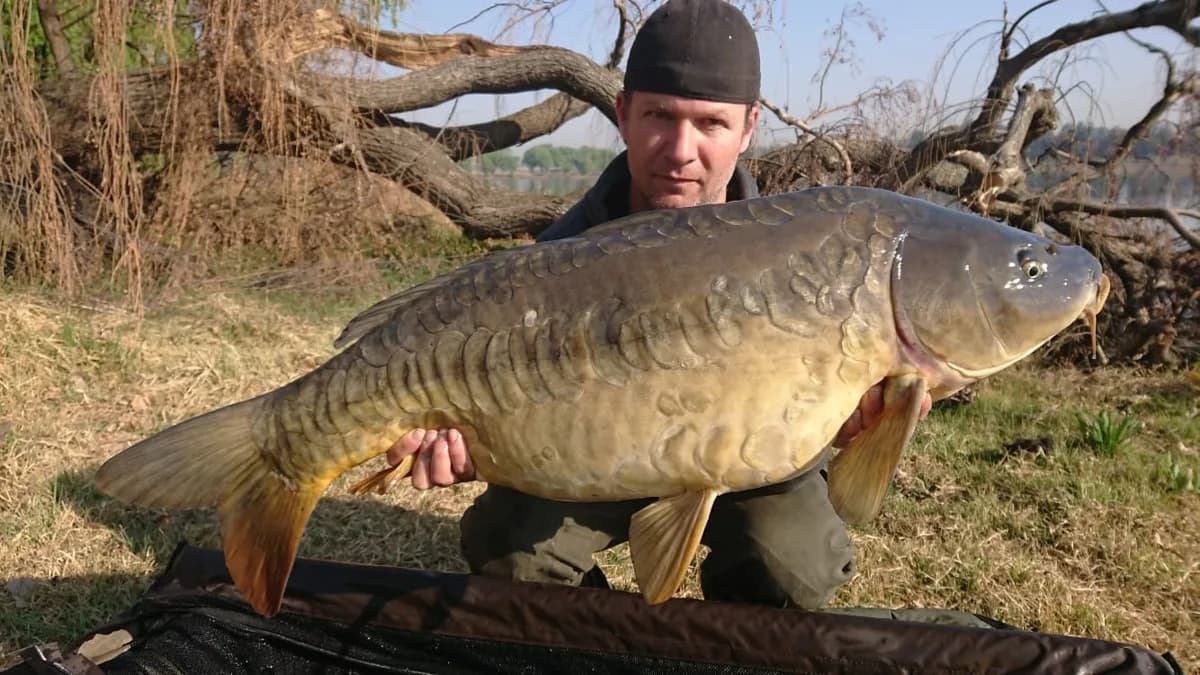 Customer carp catch on Mean Baits – photo 15