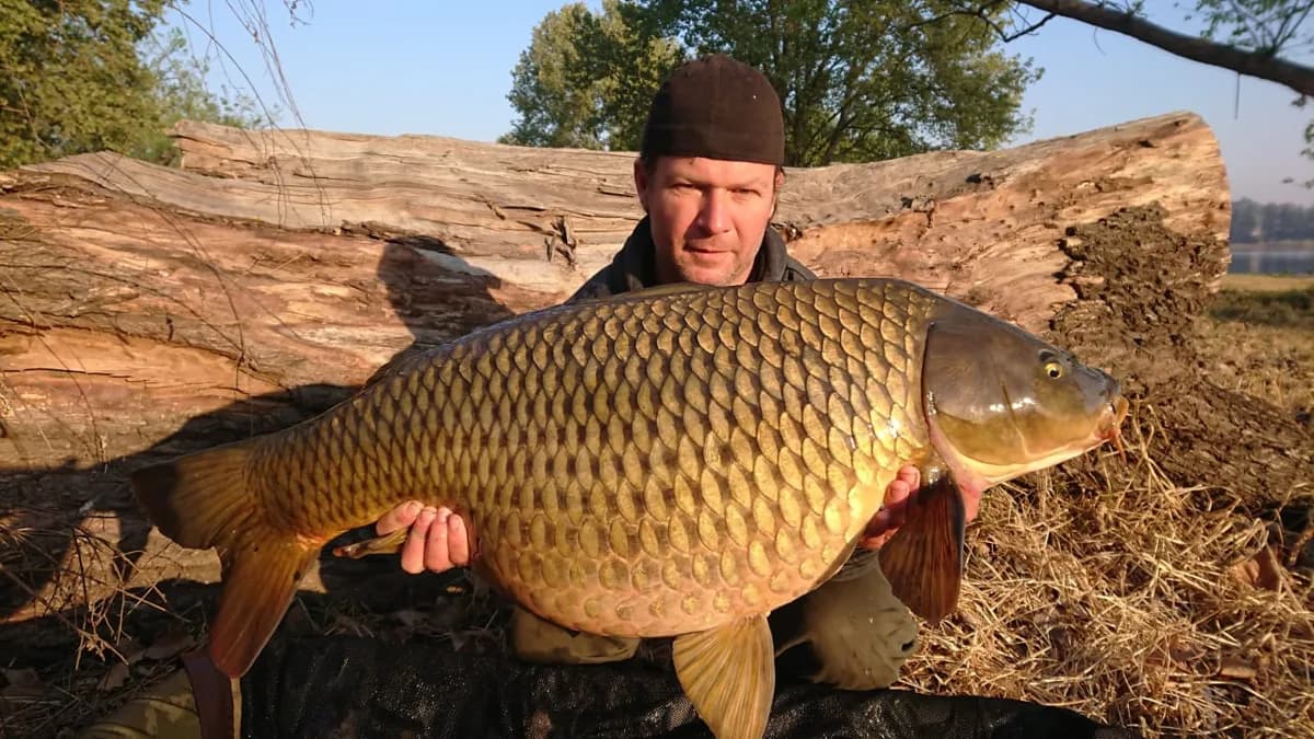 Customer carp catch on Mean Baits – photo 16