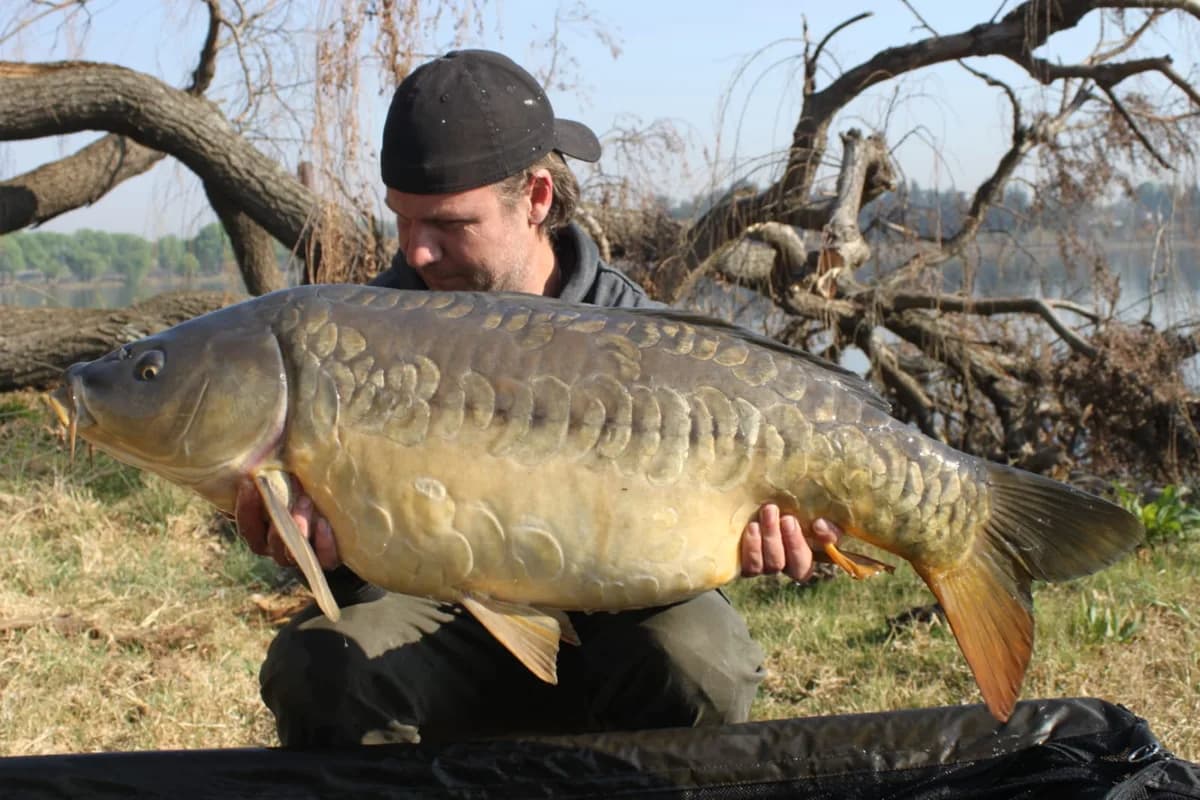Customer carp catch on Mean Baits – photo 17