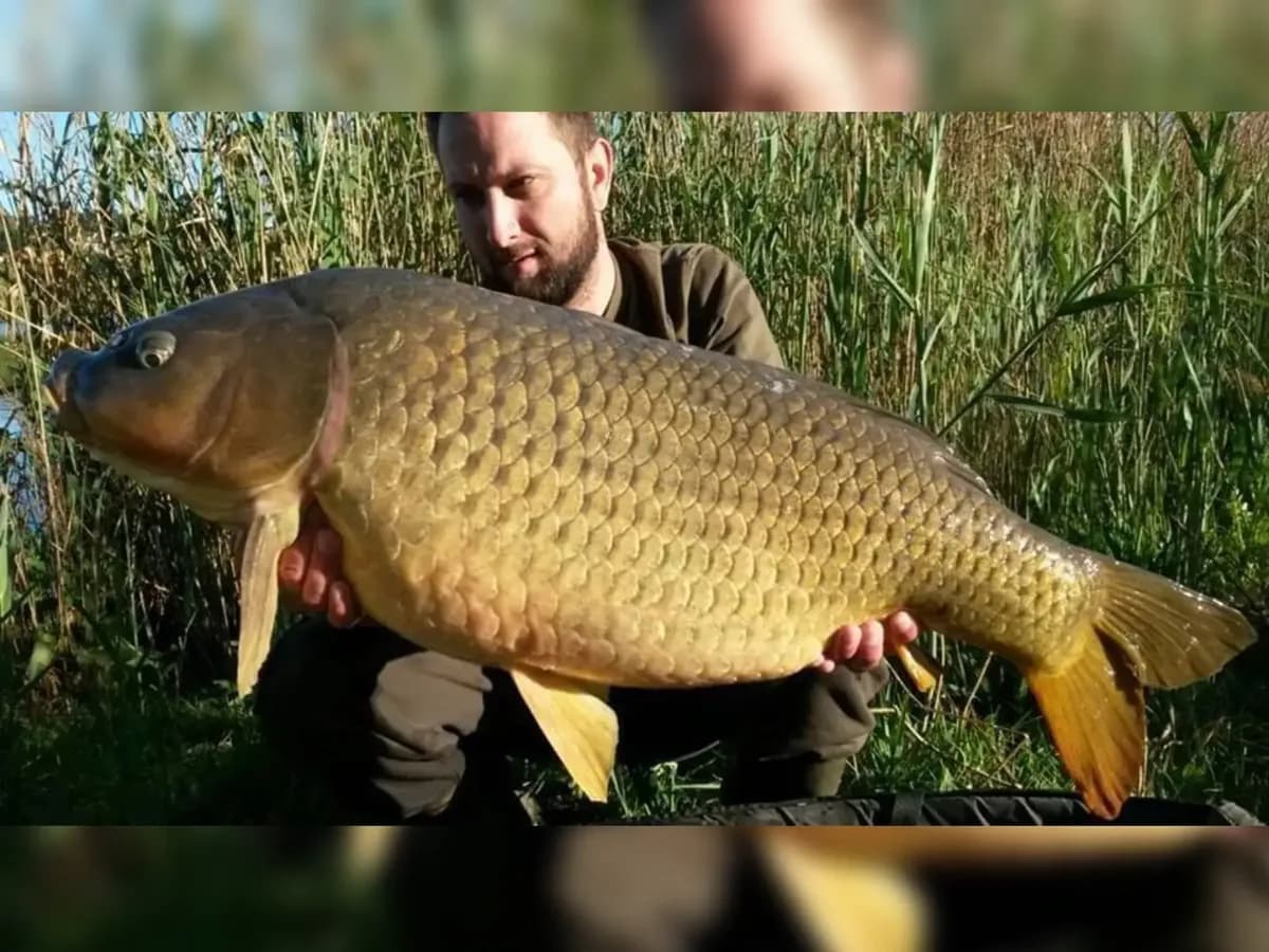 Customer carp catch on Mean Baits – photo 24
