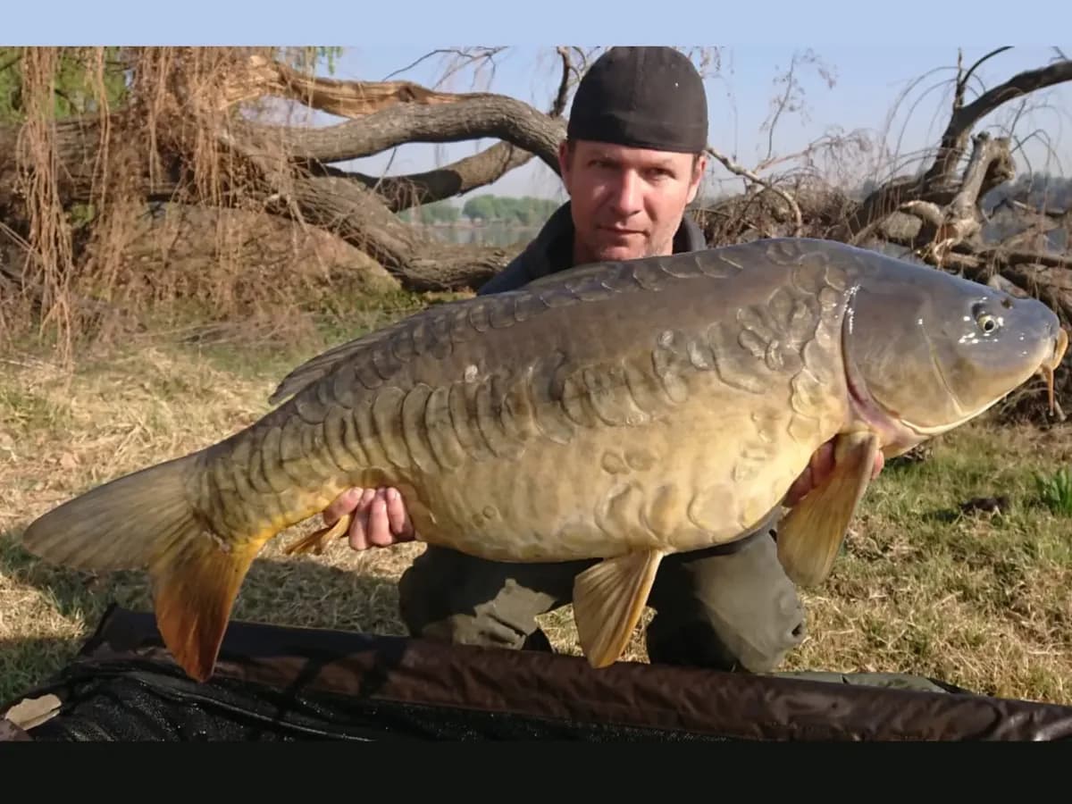 Customer carp catch on Mean Baits – photo 30