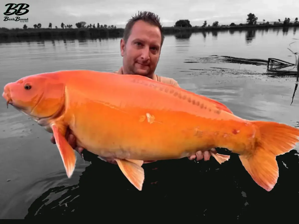 Customer carp catch on Mean Baits – photo 31
