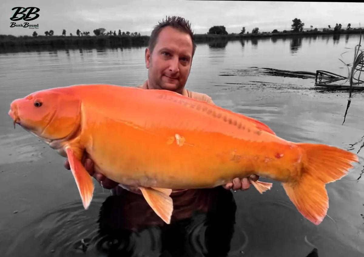 Customer carp catch on Mean Baits – photo 34